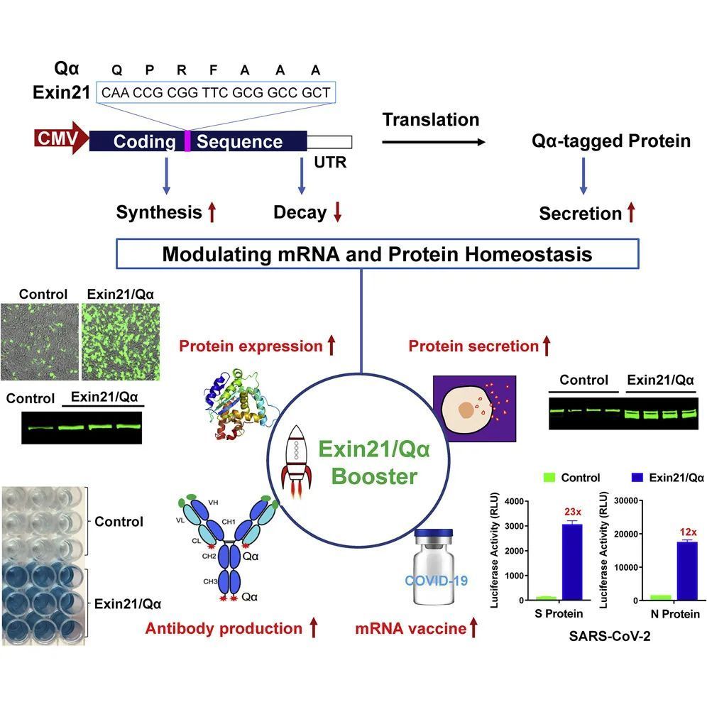 為mRNA及蛋白療法掃除障礙 胡文輝團隊開發穩定mRNA并促進其表達的新技術